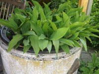 Old washtub